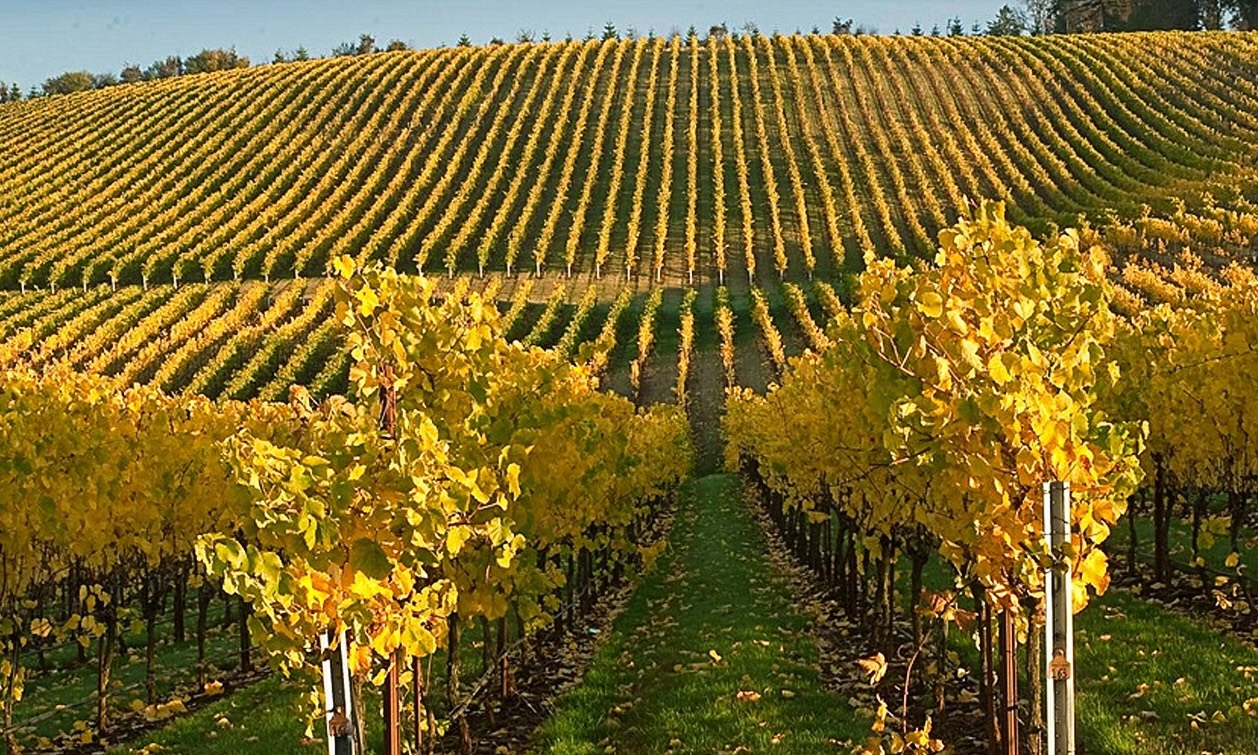 rolling hills of vineyard under a blue sky